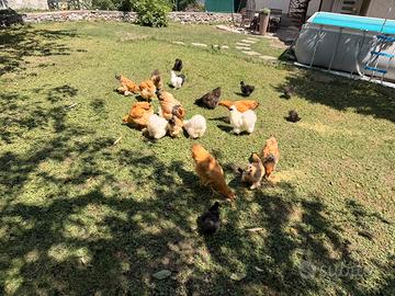 Galline