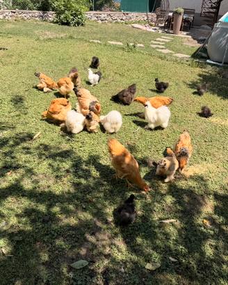 Galline