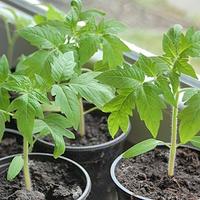 Piante di pomodoro zucca cetrioli basilico giardin