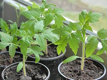 Piante di pomodoro zucca cetrioli basilico giardin