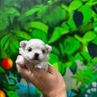 Cuccioli Maltesi