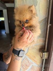 Spitz Pomerania