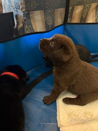 Cuccioli di Labrador Retriever