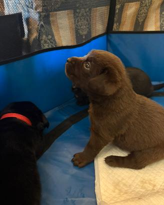 Cuccioli di Labrador Retriever