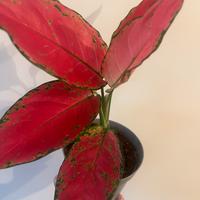 Aglaonema cherry pink