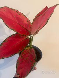 Aglaonema cherry pink