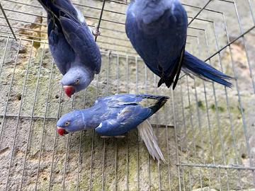 Parrocchetto dal collare