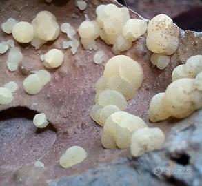 Calcite botroidale Sardegna 