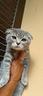 cuccioli-di-gattini-scottish-straight-e-fold