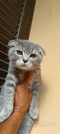 Cuccioli di gattini scottish straight e fold
