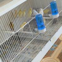 Cardellini e canarini novelli