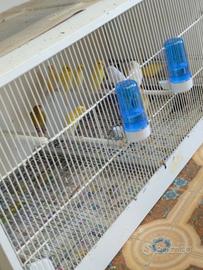 Cardellini e canarini novelli