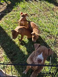 Cuccioli di american pit bull