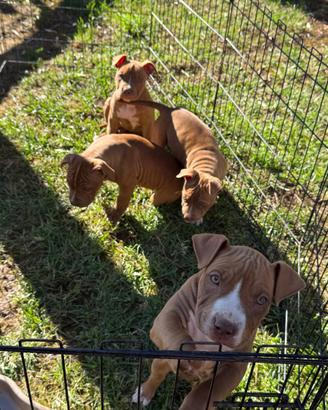 Cuccioli di american pit bull