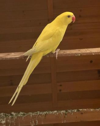Pappagallo del collare