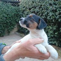 Cuccioli di Jack Russell