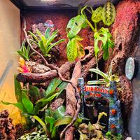 Terrario bioattivo completo