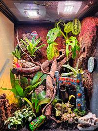 Terrario bioattivo completo