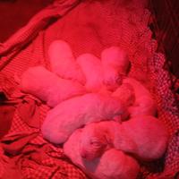 Cuccioli di pastore maremmano/abruzzese