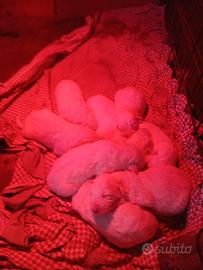 Cuccioli di pastore maremmano/abruzzese