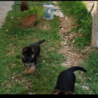 Cuccioli pastore tedesco