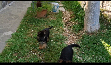 Cuccioli pastore tedesco