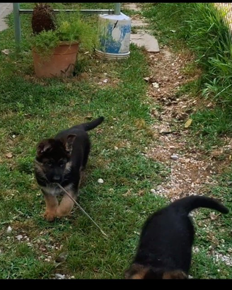 Cuccioli pastore tedesco