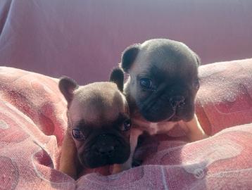 Bulldog francese