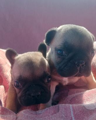 Bulldog francese