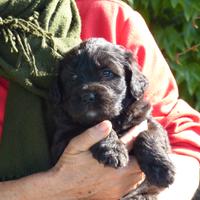 Cuccioli pastore bergamasco