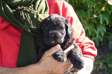 Cuccioli pastore bergamasco