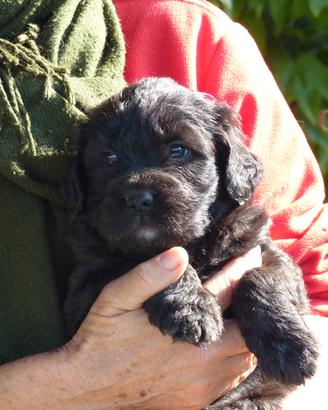 Cuccioli pastore bergamasco