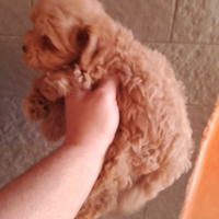 Maltipoo maschietto e femminuccia