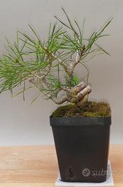 mame bonsai Pino silvestre 1