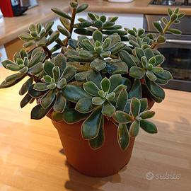 Pianta echeveria pulvinata 