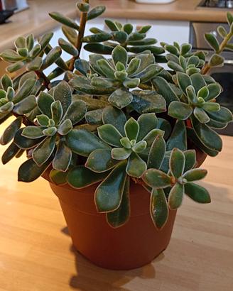 Pianta echeveria pulvinata 