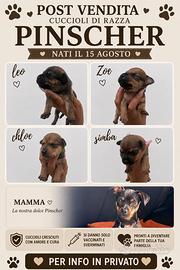 Cuccioli pincher