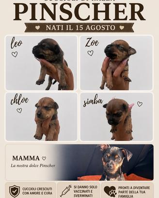 Cuccioli pincher