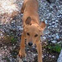 Cuccioli segugio maremmano