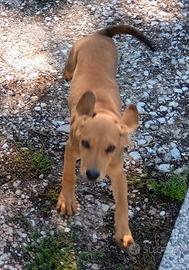 Cuccioli segugio maremmano