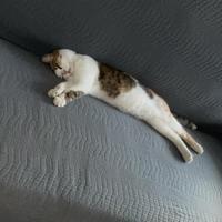 Sirena gatta 12 mesi