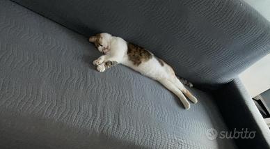 Sirena gatta 12 mesi