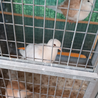 Coppie di tortore domestiche