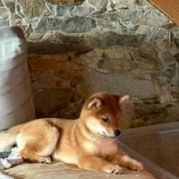 Shiba inu femmina con Pedegree Enci