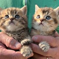 Cuccioli di british shorthair golden