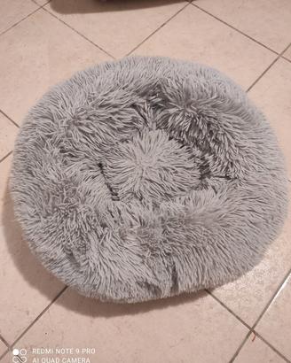 Cuccia pelosa 