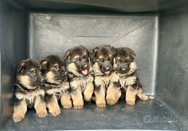 Cucciolo pastore tedesco - pedigree