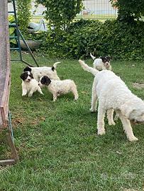 Lagotto romagnolo