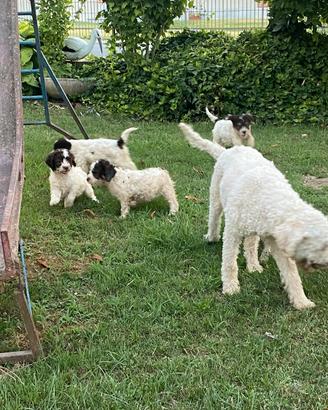 Lagotto romagnolo
