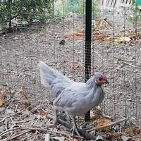 Galletto araucana lavanda inglese